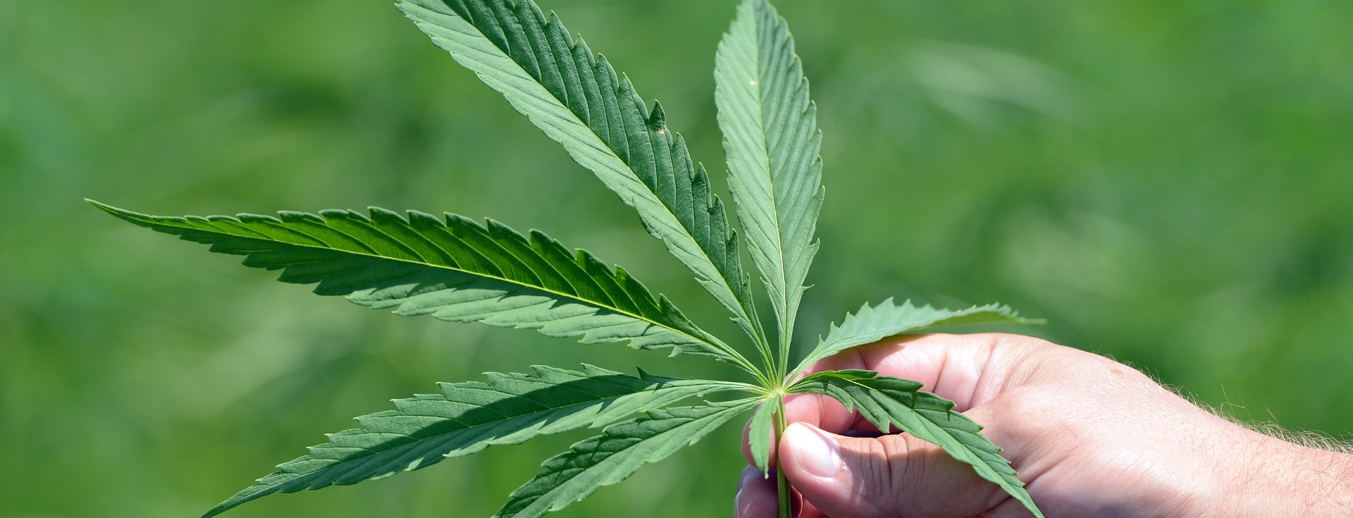 Varga: Nabava preparata na bazi medicinskog kanabisa u roku nekoliko tjedana
