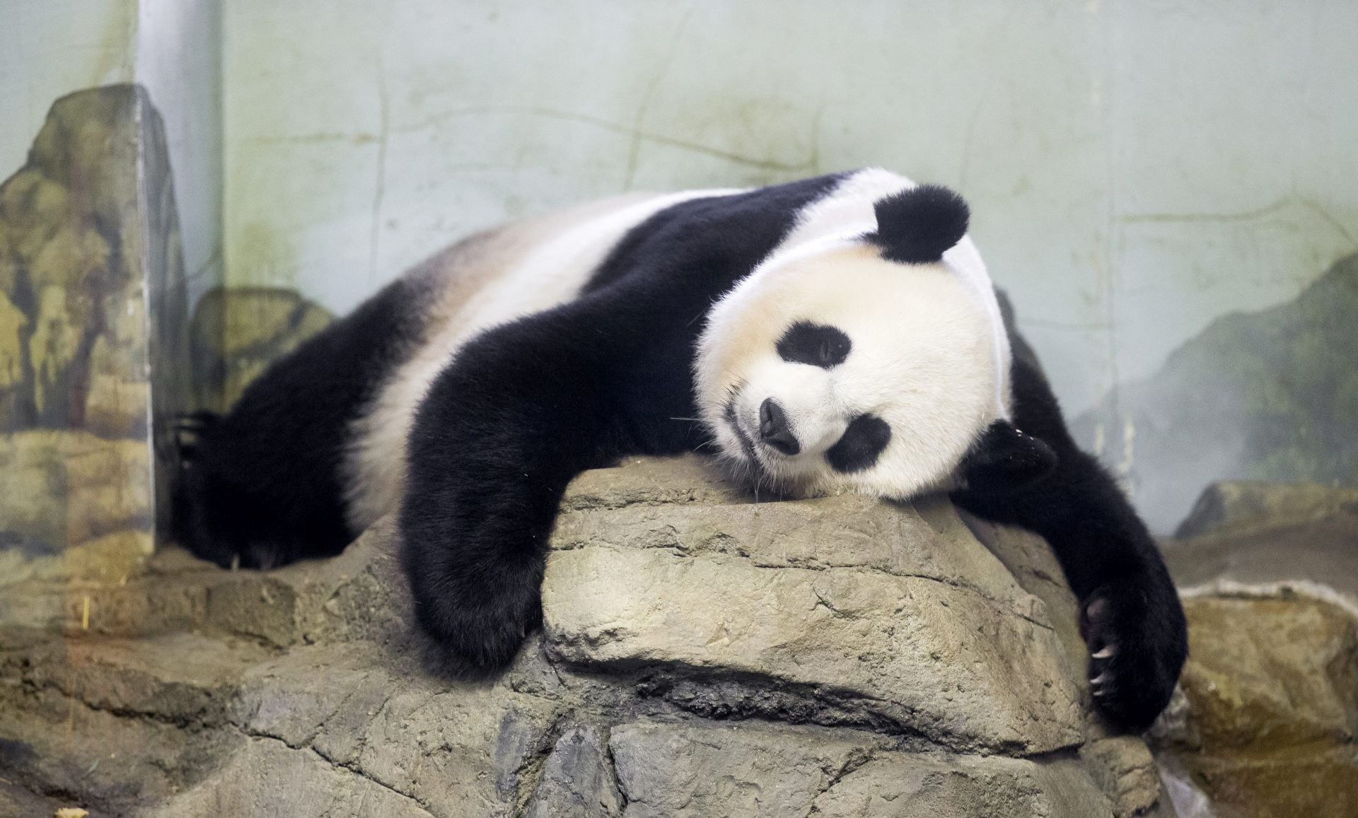 FILE USA PANDAS NATIONAL ZOO