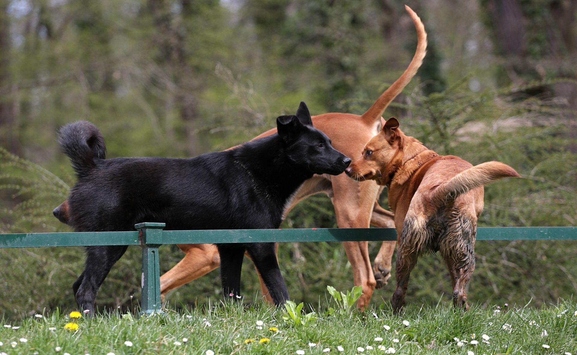 06.04.2015., Zagreb - Pseca igra u parku Maksimir. Photo: Zarko Basic/PIXSELL