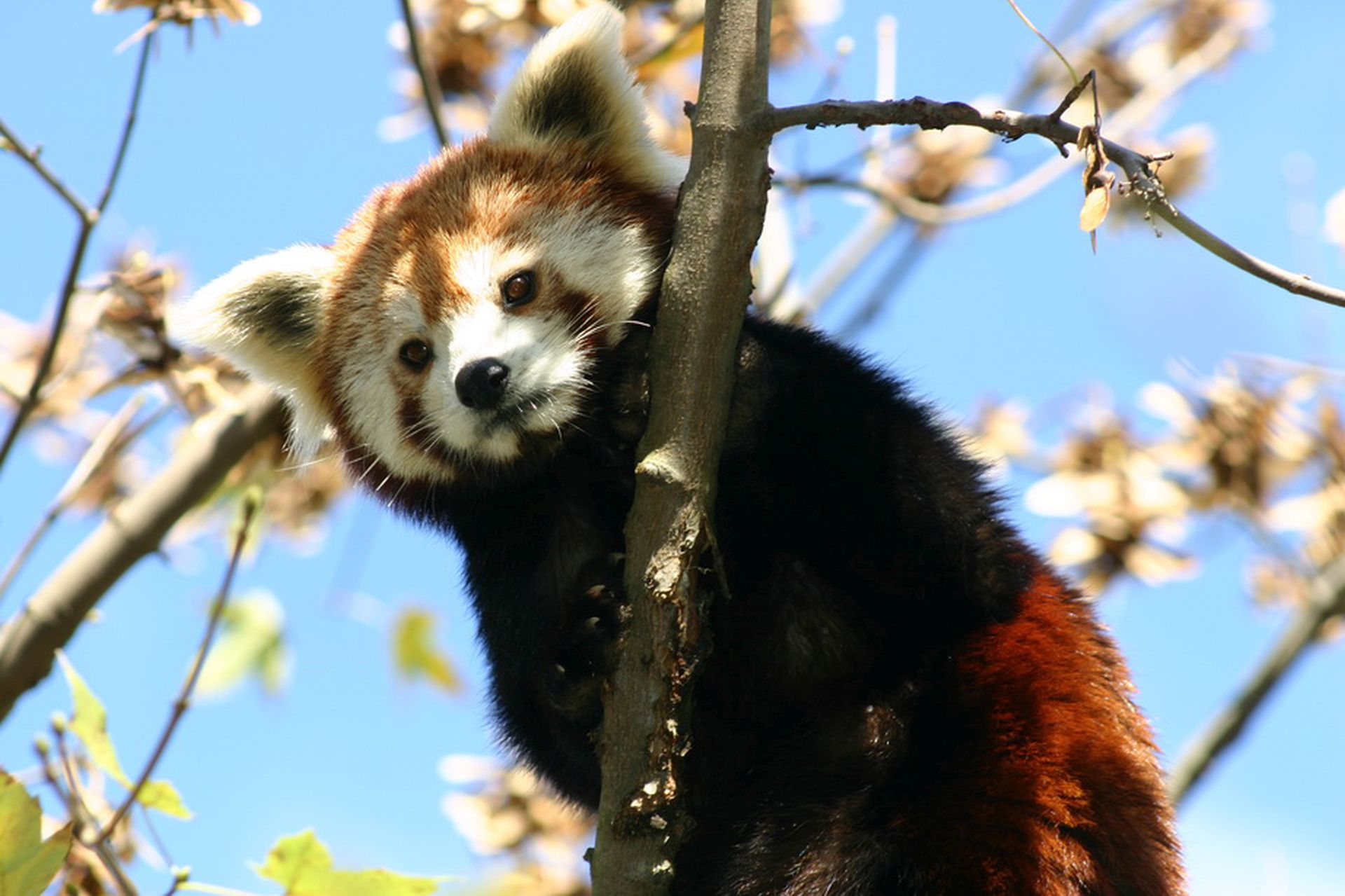 Zagreb, 6.11.2015.- U zagrebaèkom Zoolokom vrtu, u subotu, 7. studenoga, obiljeit æe se "Dan crvenih panda", priopæio je taj ZOO.   
foto HINA/ Prorsus komunikacije/ ua