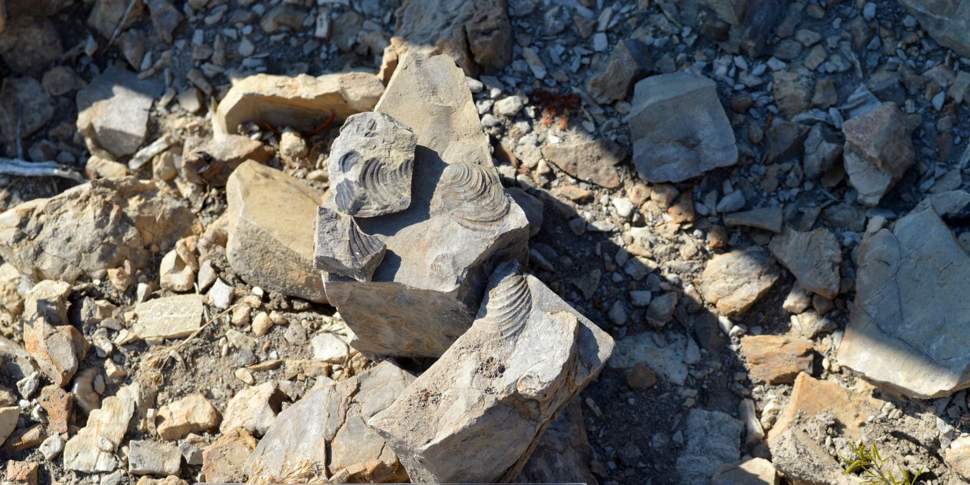 epa05215359 A handout picture provided by National Institute of Anthropolgy and History (INAH) on 16 March 2016 shows a fossil from between 70 and 95 million years ago, discovered in the Mexican state of Chihuahua. Fragments of the metatarsus of a dinosaur fossil aged between 70 and 95 million years were discovered near the USA-Mexico border, in the northern Mexican state of Chihuahua, according to the National Institute of Anthropology and History (INAH).  EPA/INAH / HANDOUT  HANDOUT EDITORIAL USE ONLY