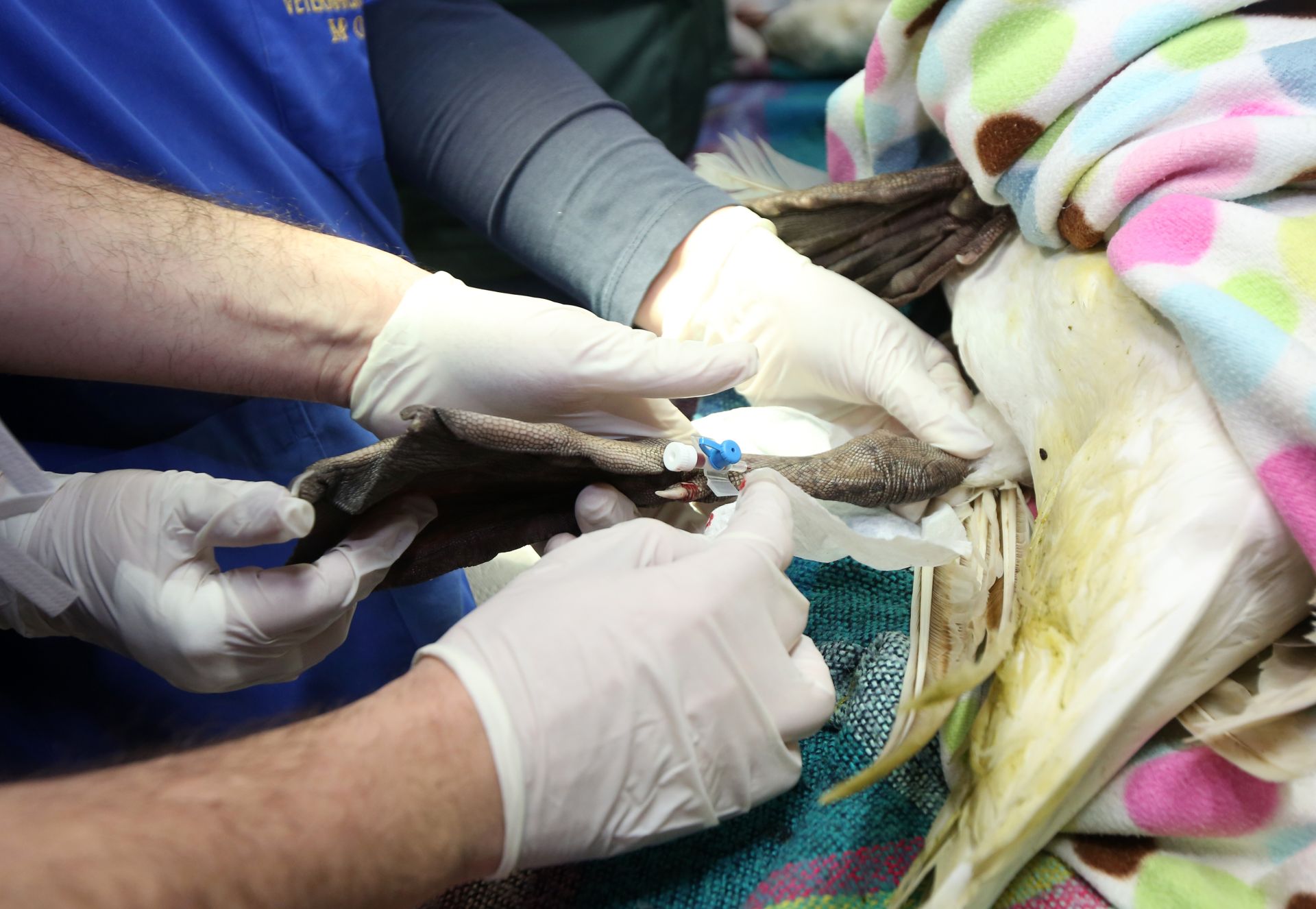 04.01.2017., Sibenik - Labud koji vec 20ak dana slomljenog krila pliva rubom sibenske rive napokon je uhvacen i prebacen u veterinarsku ambulantu More ciji ce veterinari izvrsiti nad njim zahvat. Photo: Dusko Jaramaz/PIXSELL