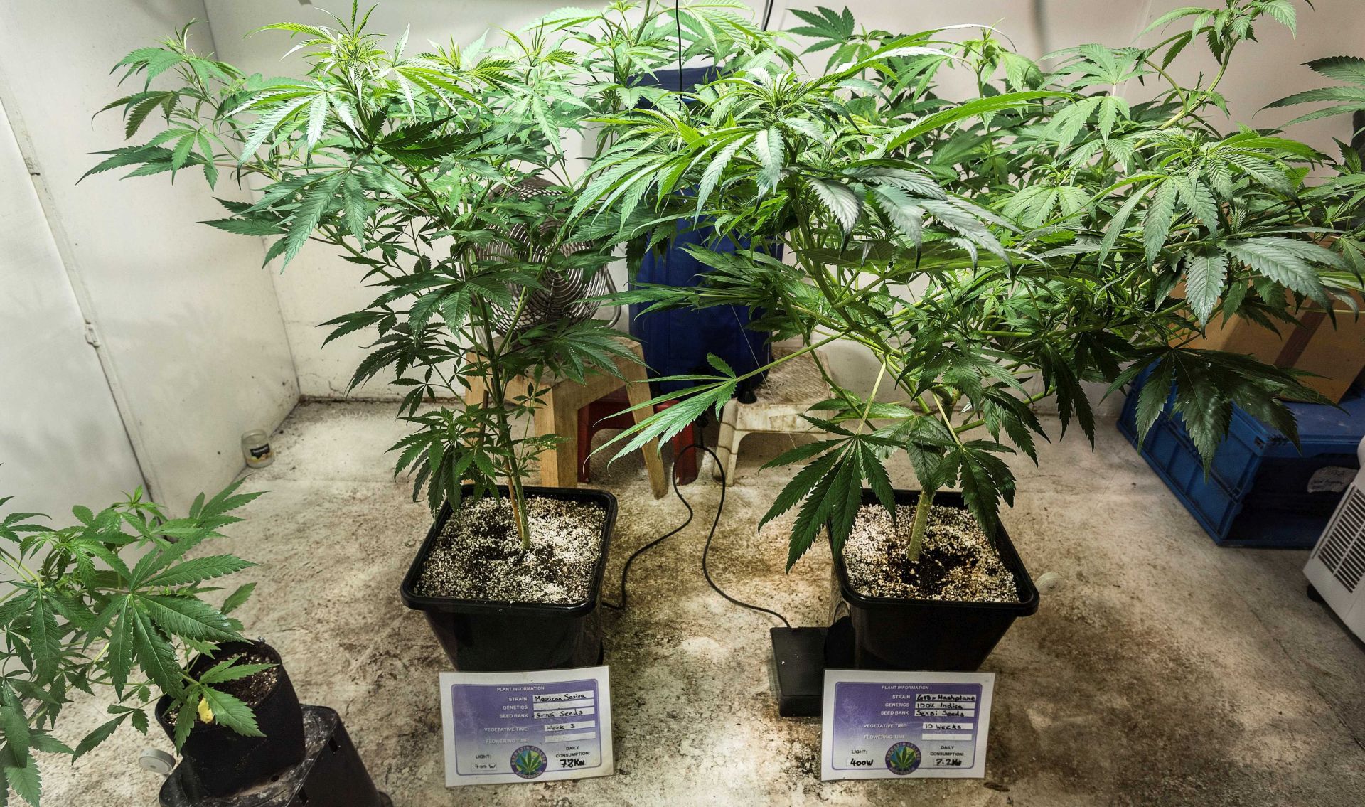 epa05807537 Cannabis cultivation in the basement of The Cannabis Company in Amsterdam, The Netherland, 21 February 2017. Members of the Dutch Second Chamber have approved the wietwet (marijuana law), which tolerated the cultivation of Cannabis. The legislative proposal must put an end to the practice whereby cannabis is allowed to be sold in a coffee shop, but not grown or supplied.  EPA/EVERT ELZINGA