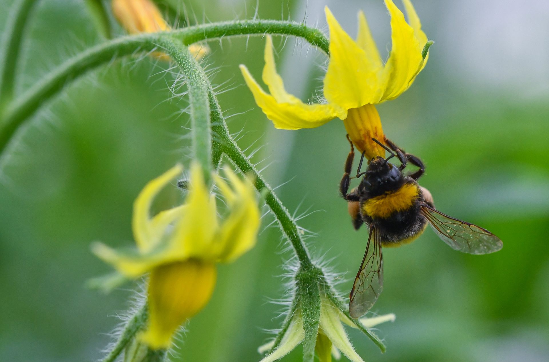 A bumblebee sits on a tomato flower in a green house of the Fontana Gartenbau GmbH in Manschnow, Germany, 20 February 2017. Bumblebees are used as natural pollinators for the 20,000 tomato plants in the green house. During the main blossoming season, about 30 bubmlebee colonies live in the green house. Photo: Patrick Pleul/dpa-Zentralbild/ZB