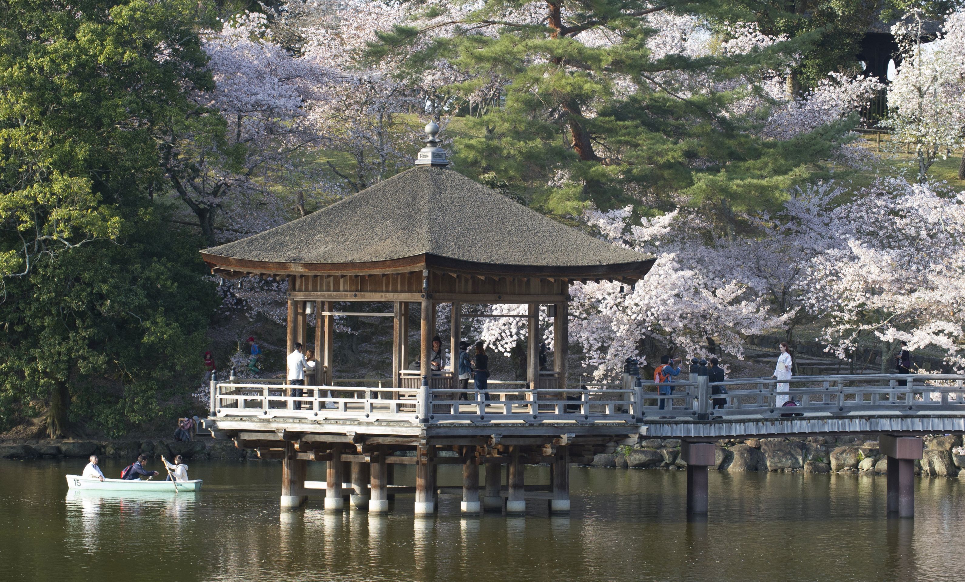 epa05907266 Japanese cherry trees in bloom in a park in Nara city, Nara Prefecture, Japan 14 April 2017.  EPA/EVERETT KENNEDY BROWN
