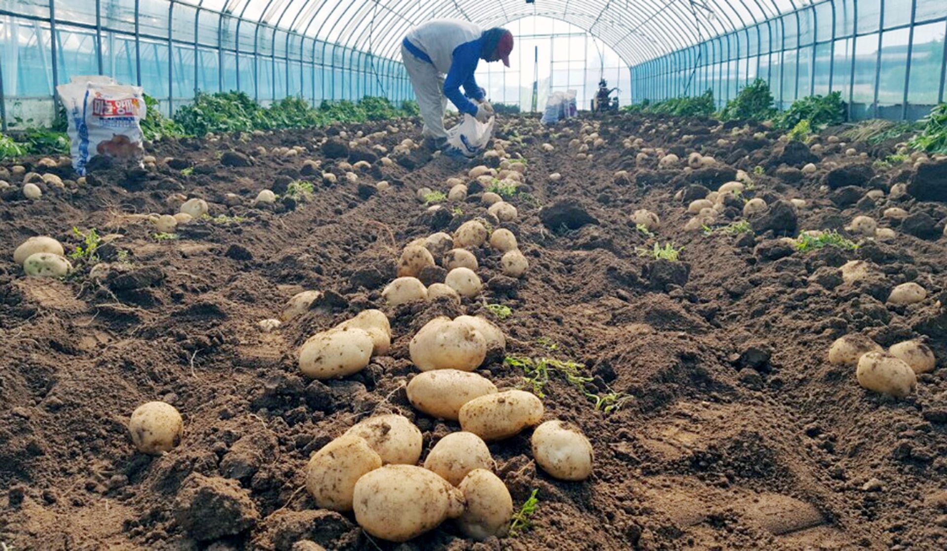 epa05298617 A farmer harvests new potatoes at a greenhouse in a rural village in Taean, a county in the southwestern province of South Chungcheong, South Korea, 11 May 2016. The harvesting came after seed potatoes were planted in January.  EPA/YONHAP -- BEST QUALITY AVAILABLE -- SOUTH KOREA OUT