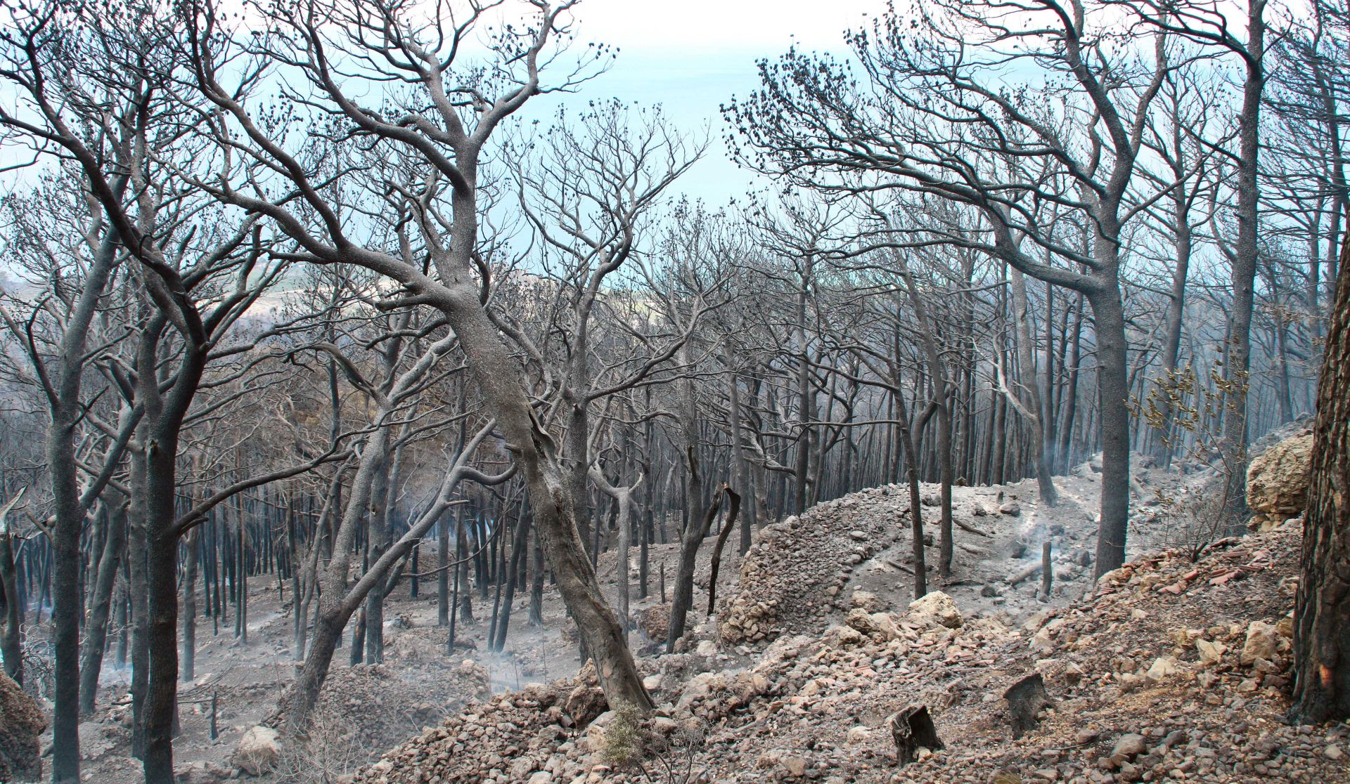 Podgora, 18.6.2017 - U poaru kod Podgore, prema prvim procjenama, izgorjele su masline, borova uma i nisko raslinje na povrini od oko 250 hektara, poar se i dalje iri prema Parku prirode Biokovo, a vatrogasci su uspjeli obuzdati poar prema Podgori i Tuèepima tako da vie nema opasnosti za kuæe Podgorana.
foto HINA/ Jure DIVIÆ/ ua