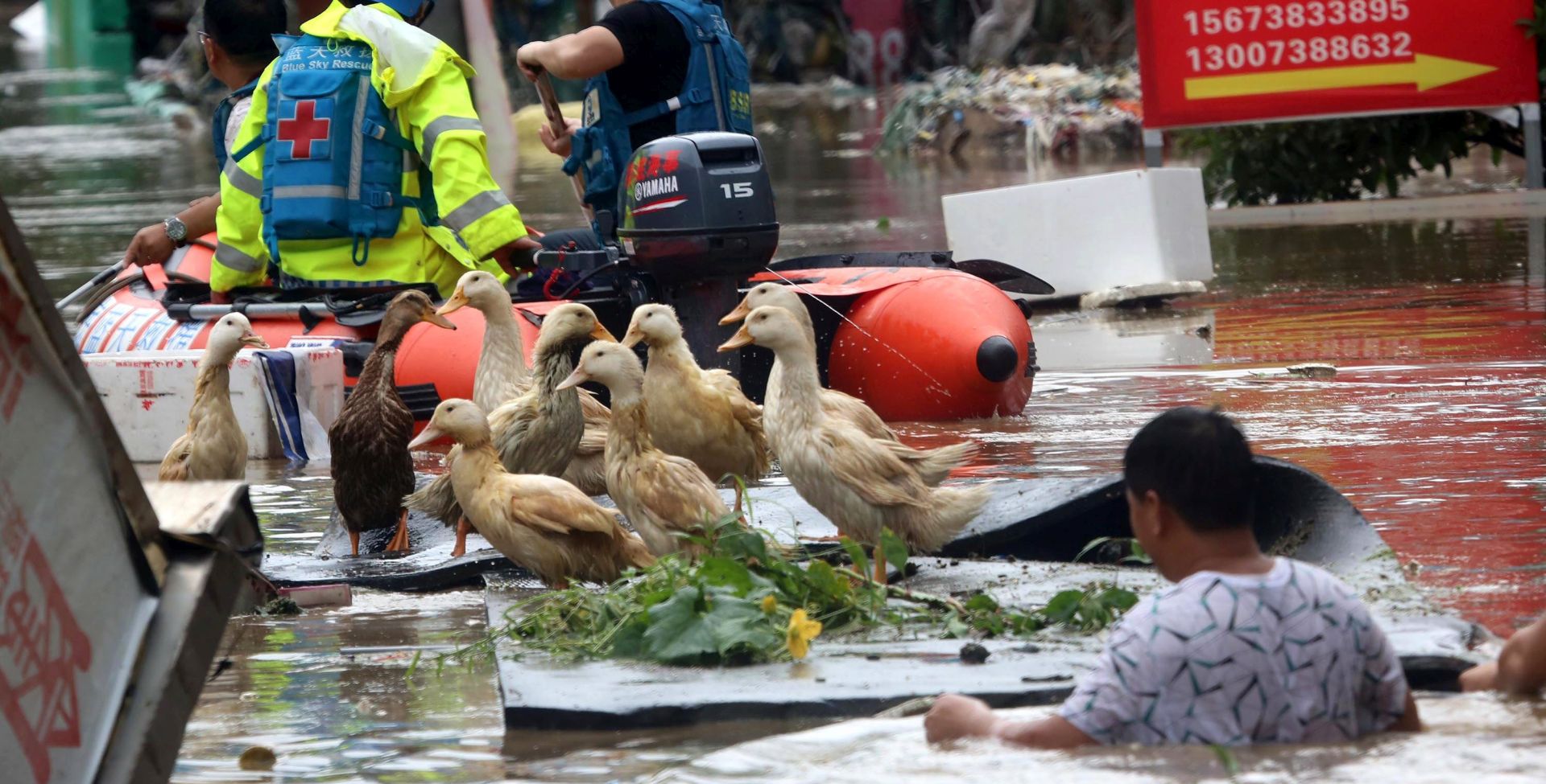 epa06062773 A farmer moves out ducks following a raft of rescuers in a flooded area in Loudi city, Hunan province, China, 01 July 2017 (issued 03 July 2017). Days of downpours have brought floods to vast areas in southern China.  EPA/GUO QUAN CHINA OUT