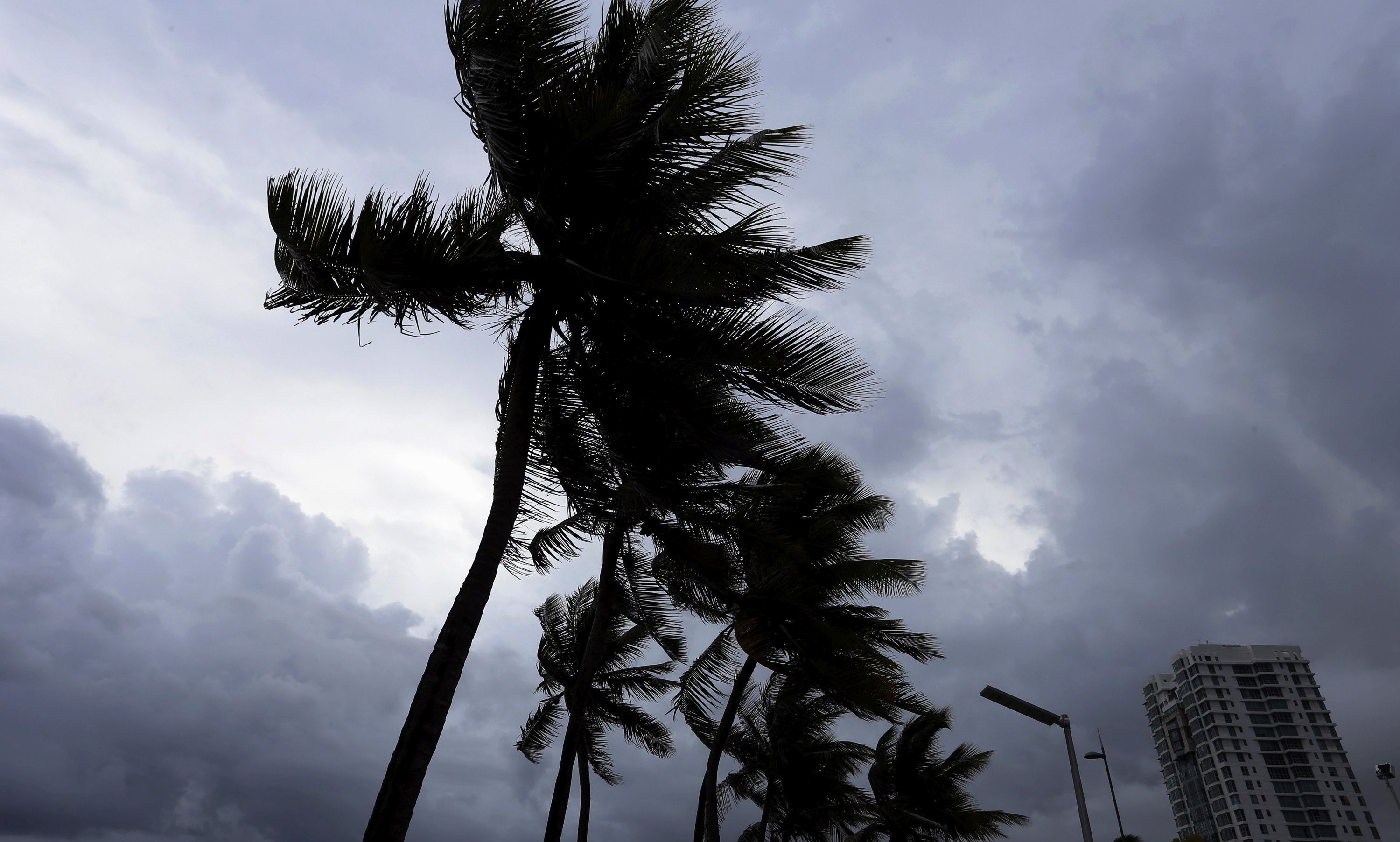 epa06186470 Palm trees flutter due to wind and rain in San Juan, Puerto Rico, 05 September 2017. Puerto Rico is taking measures ahead of the passage of Hurricane Irma, which is on the verge of impacting the Caribbean Lesser Antilles as it reached the maximum level of category 5.  EPA/Thais Llorca