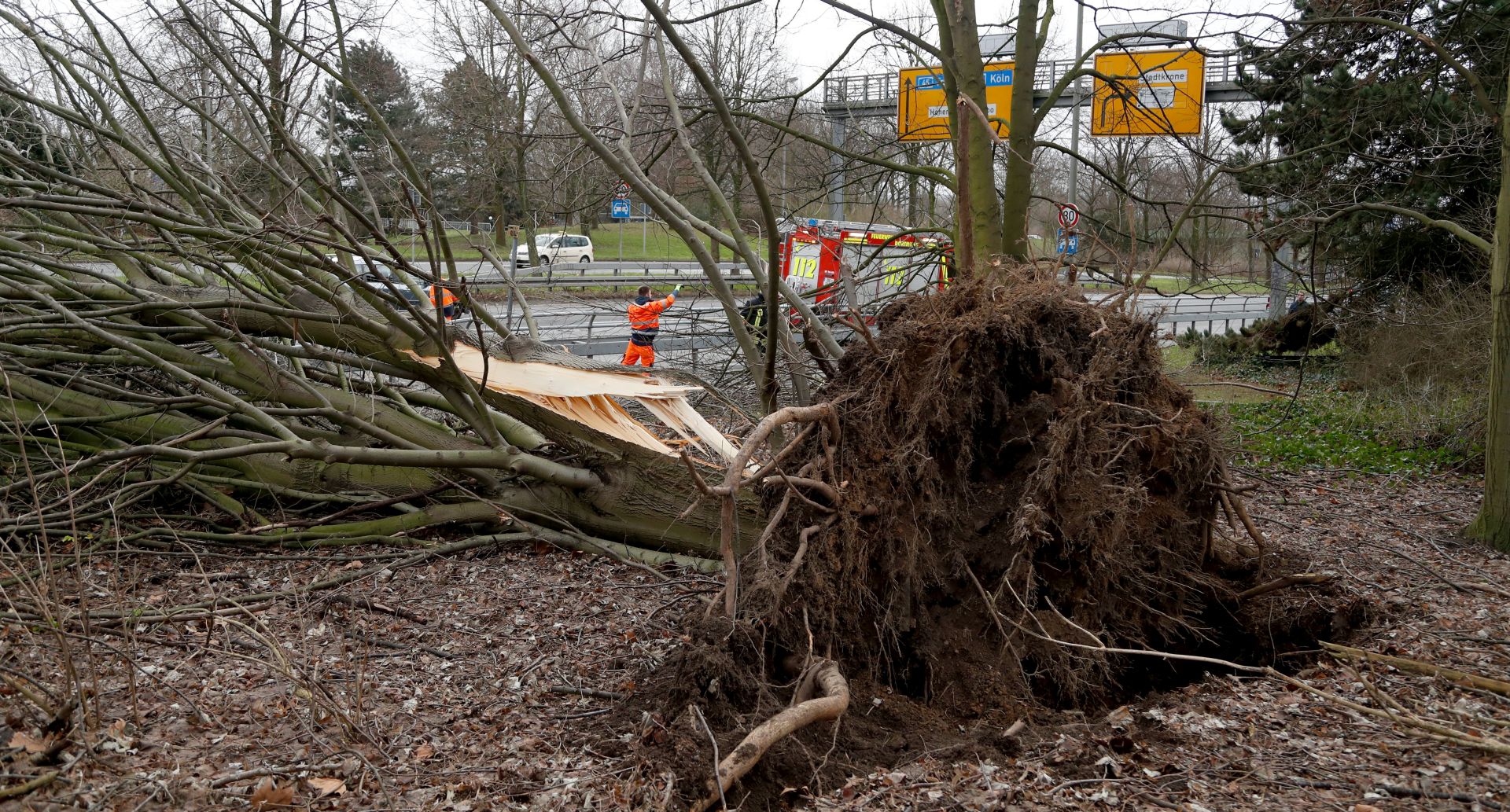 epa06449999 An uprooted tree lies beside a country road near Dortmund, Germany, 18 January 2018.The storm depression 'Friedrike' is forecast to cause hurricane and heavy rain or snowfall in Germany.  EPA/FRIEDEMANN VOGEL