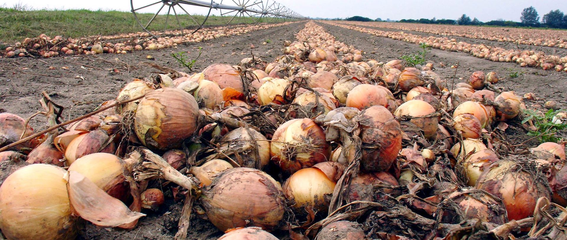Vinkovci, 18.08. 2006 - Na poljima PIK-a Vinkovci danas su odrani Dani luka, 
manifestacija posveæena, uzgoju, proizvodnji, zatiti i skladitenju luka.
foto FaH/ eljko DRAENOVIÆ