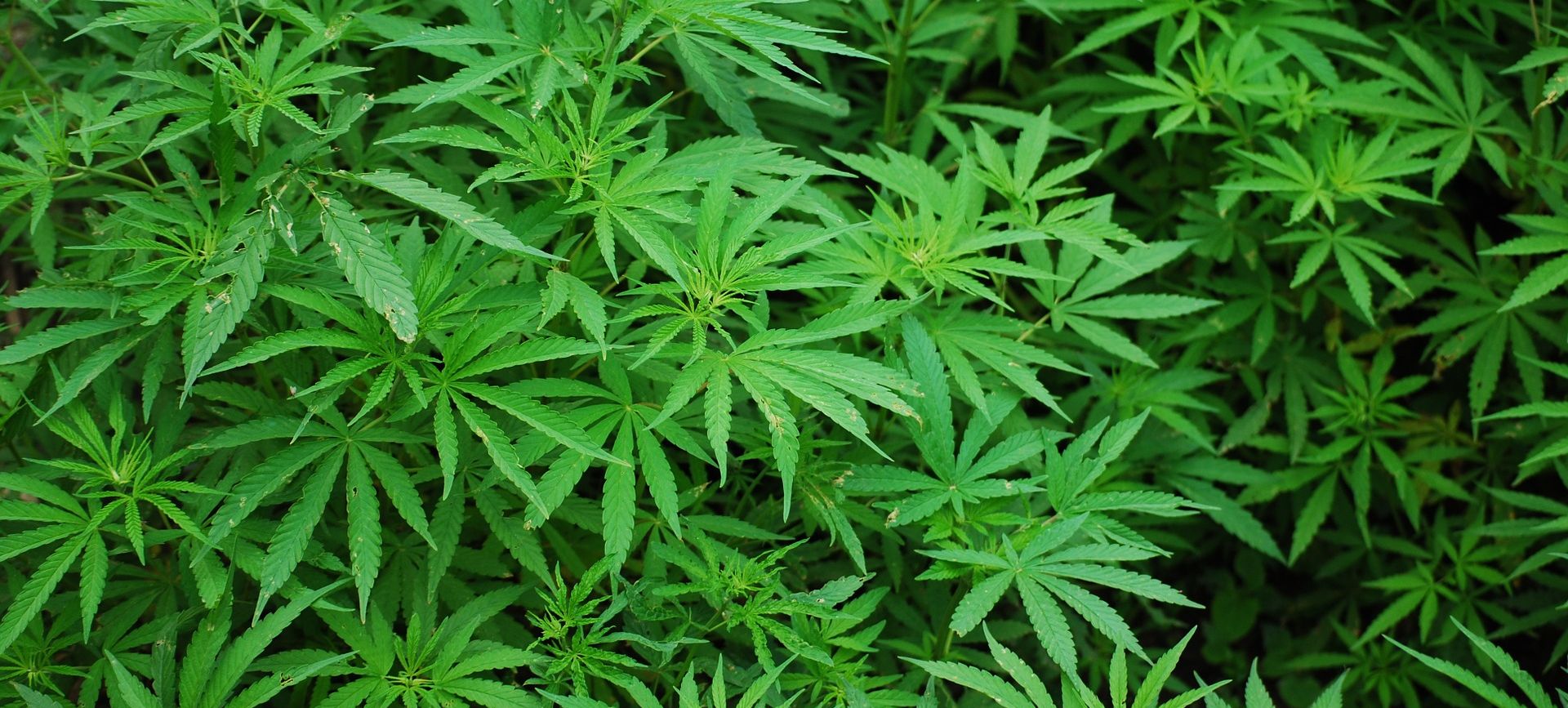 legalizaciju kanabisa