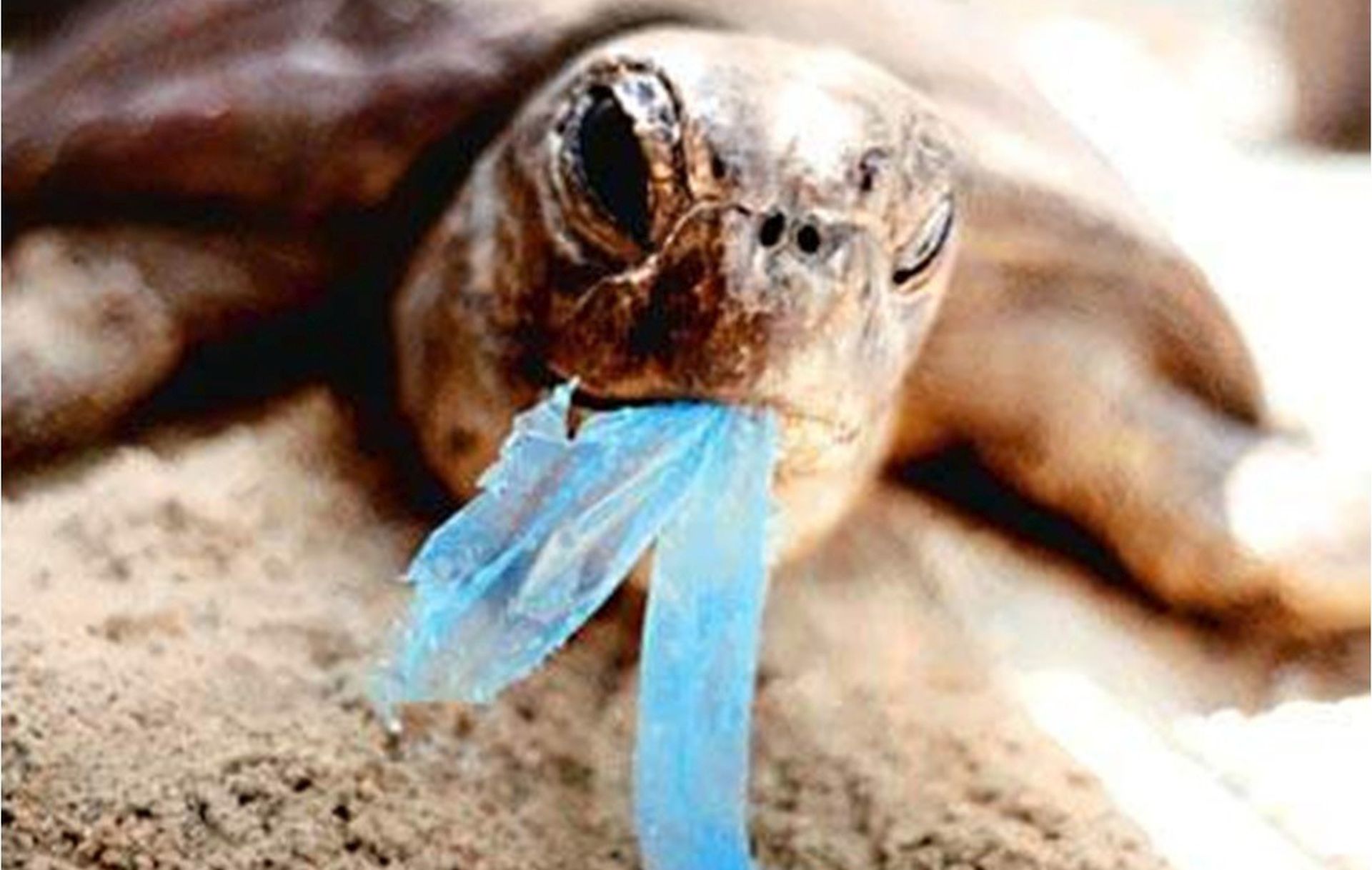 Zagreb, 22.01.2018 - Plastièna vreæica ne smije biti besplatna, poruèili su u ponedjeljak iz udruge Prijatelji ivotinja te, uz upozorenje da okoli trpi zagaðenje zbog gubitka svijesti potroaèa o cijeni vreæica koje se dijele besplatno, pozvali trgovce na pridravanje propisa po kojemu je od 1. sijeènja obvezna naplata plastiènih vreæica.  
foto HINA/ Prijatelji ivotinja/ik