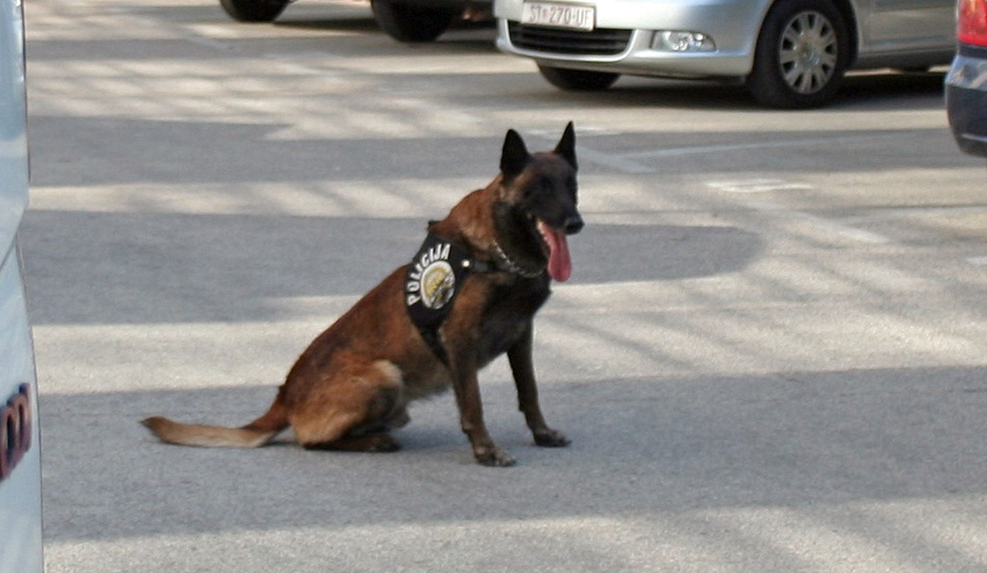 Split, 24.07.2013 - Gotovo 200 kilograma raznih droga otkrio je u svom estogodinjem radnom vijeku vjerojatno jedan od boljih slubenih policijskih pasa u Hrvatskoj  belgijski ovèar Pik koji je zbog svojih vjetina dilerima na splitskom podruèju postao prava noæna mora.
foto FaH/ aklina Juriæ /ds