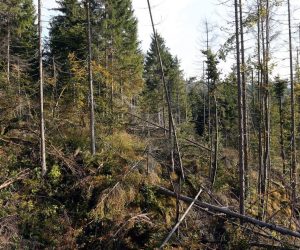 01.10.2016., Cabar -  Sumama Gorskog kotara prijeti unistenje od potkornjaka, sijeku se veliki predjeli sume jer se nikako drugacije ne moze unistiti taj nametnik na jelama. 
Photo: Kristina Stedul Fabac/PIXSELL