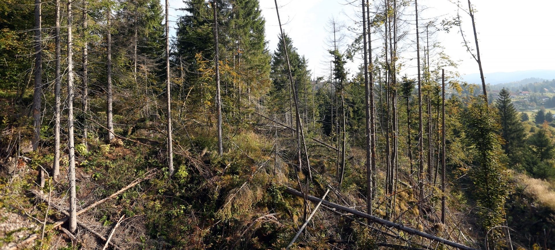 01.10.2016., Cabar -  Sumama Gorskog kotara prijeti unistenje od potkornjaka, sijeku se veliki predjeli sume jer se nikako drugacije ne moze unistiti taj nametnik na jelama. 
Photo: Kristina Stedul Fabac/PIXSELL