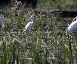 30.06.2012., Osijek - Park prirode  Kopacki rit. Poplavno podrucje u Baranji, jedna od najvecih fluvijalno-mocvarnih nizina u Europi. Zbog svoje ocuvanosti kao rijetkog ritskog ekosustava, velike bioloske raznolikosti i izuzetne znanstvene i ekoloske vrijednosti, Kopacki rit je dobio status parka prirode. Bijela caplja. 
Photo: Marko Mrkonjic/PIXSELL
