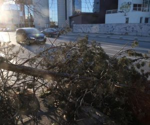 Split: Nakon olujnih udara bure najviše stradala stabla i drveni električni stupovi 23.02.2019., Split - Splitski vatrogasci i razne sluzbe odrzavanja od ranog jutra imaju pune ruke posla. Nakon olujnih udara bure tijekom noci najvise su stradali borovi i drveni elektricni stupovi. Photo: Ivo Cagalj/PIXSELL