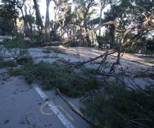 Split: Nakon olujnih udara bure najviše stradala stabla i drveni električni stupovi 23.02.2019., Split - Splitski vatrogasci i razne sluzbe odrzavanja od ranog jutra imaju pune ruke posla. Nakon olujnih udara bure tijekom noci najvise su stradali borovi i drveni elektricni stupovi. Photo: Ivo Cagalj/PIXSELL