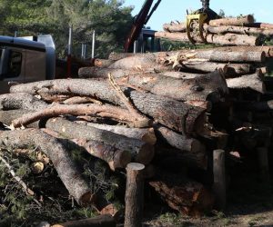 Split: Započeli radovi u Park šumi Marjan i uklanjanje stabala oboljelih od potkornjaka 27.02.2019., Split - Predstavnici Park sume, grada i izvodjaca na Benama odrzali konferenciju za medije u povodu pocetka radova na ukljanjanju stabala oboljelih od potkornjaka.
Photo:Ivo Cagalj/PIXSELL