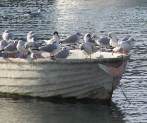 Pula: Galebovi uživaju u jutarnjem suncu 27.12.2018., Pula - Galebovi uzivaju u jutarnjem suncu. Photo: Dusko Marusic/PIXSELL