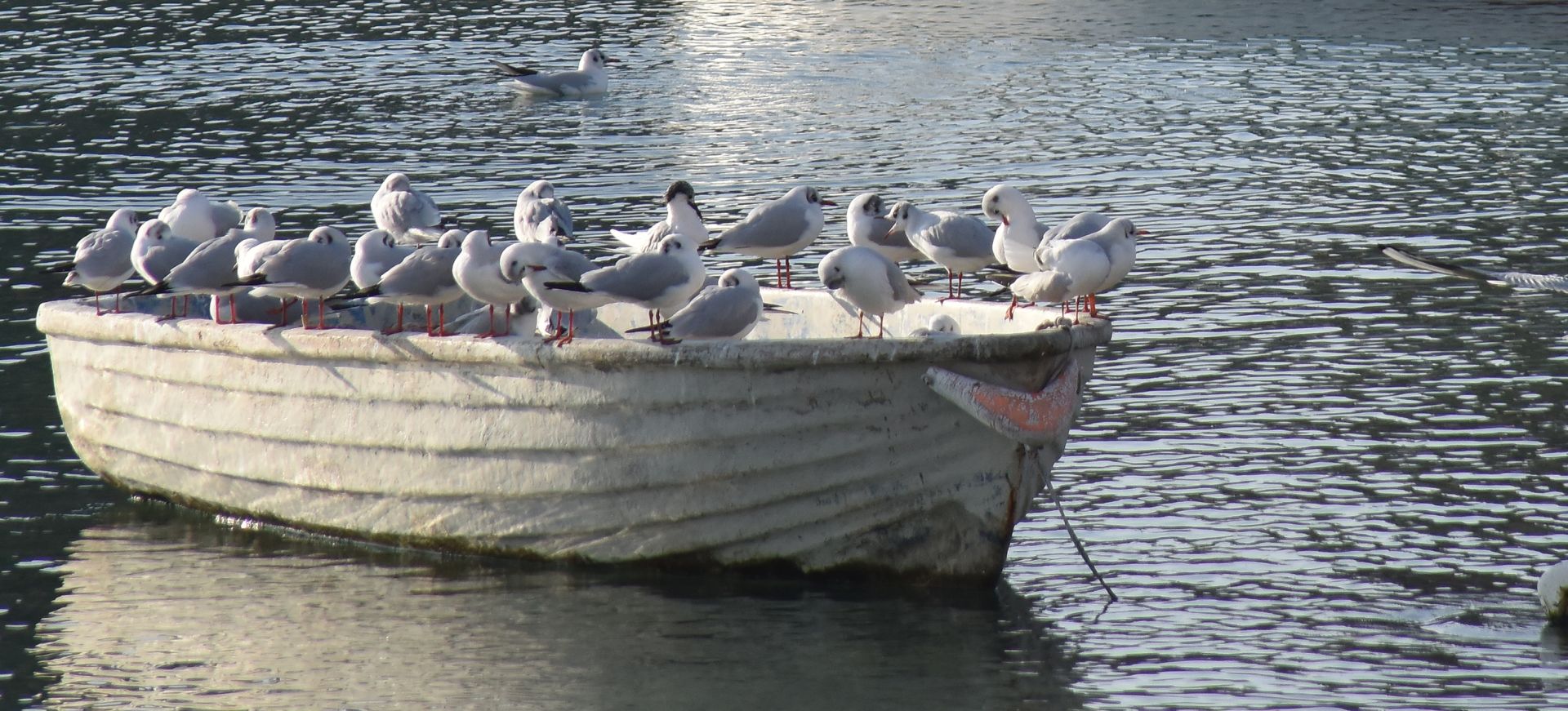 Pula: Galebovi uživaju u jutarnjem suncu 27.12.2018., Pula - Galebovi uzivaju u jutarnjem suncu. Photo: Dusko Marusic/PIXSELL