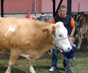 Slavonski Brod, 29.5.2011 - U Slavonskom Brodu odrana je danas 14. Meðuupanijska stoèarska izloba, na kojoj su uzgajivaèi iz Brodsko-posavske, Poeko-slavonske, Vukovarsko-srijemske i Osjeèko-baranjske upanije na ocjenjivanje doveli vie od stotinu grla goveda, konja i svinja. Kod goveda titulu ampionskog grla zasluile su Grita, krava simentalske pasmine i Ceca, krava holstein friesian pasmine. Grita je u treæoj laktaciji proizvela 6.157,5 kilograma mlijeka, a vlasnitvo je Dinka Bileiæa iz Donjih Crnogovaca u Brodsko-posavskoj upaniji. Na slici Grita i Dinko Bileiæ.
foto FaH/ Marijan VRKLJAN/ ua