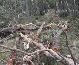 05.03.2019., Split - Obilazak Park Sume Marjan u kojoj radovi na uklanjanjanju oboljelih borova traju tjedan dana.

Photo: Ivo Cagalj/PIXSELL