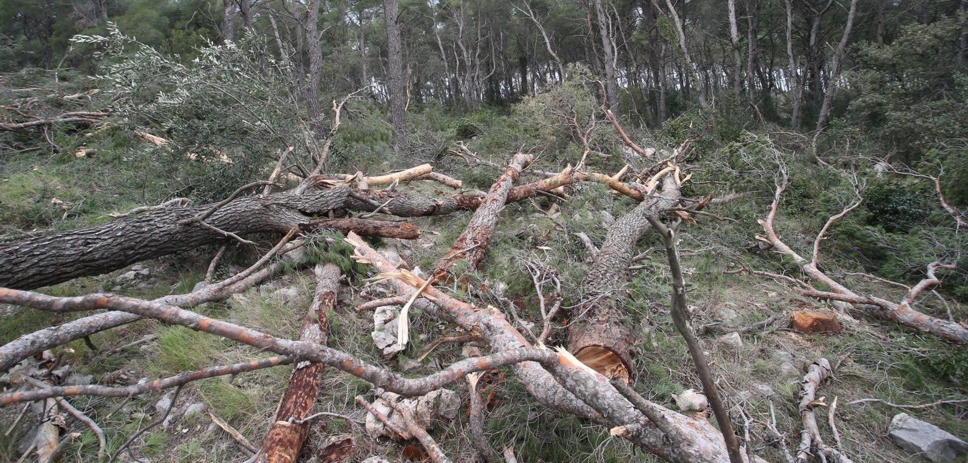 05.03.2019., Split - Obilazak Park Sume Marjan u kojoj radovi na uklanjanjanju oboljelih borova traju tjedan dana.

Photo: Ivo Cagalj/PIXSELL
