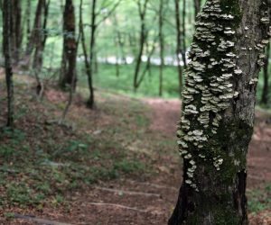 19.05.2018. Gerovo - Izvor rijeke Kupe u Nacionalnom parku Risnjak u Gorskom kotaru, gornji tok rijeke Kupe
Photo: Goran Kovacic/PIXSELL