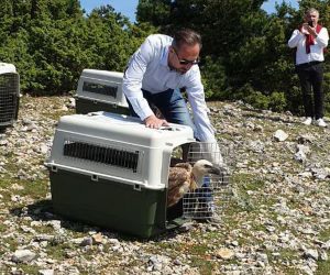 Beli, 24.05.2019. - Četiri supa koja su se oporavila u Oporavilištu u Belom na otoku Cresu u petak su puštena u prirodu, priopćila je Javna ustanova Priroda Primorsko-goranske županije.
foto HINA/ Prorsus komunikacije/ ml
