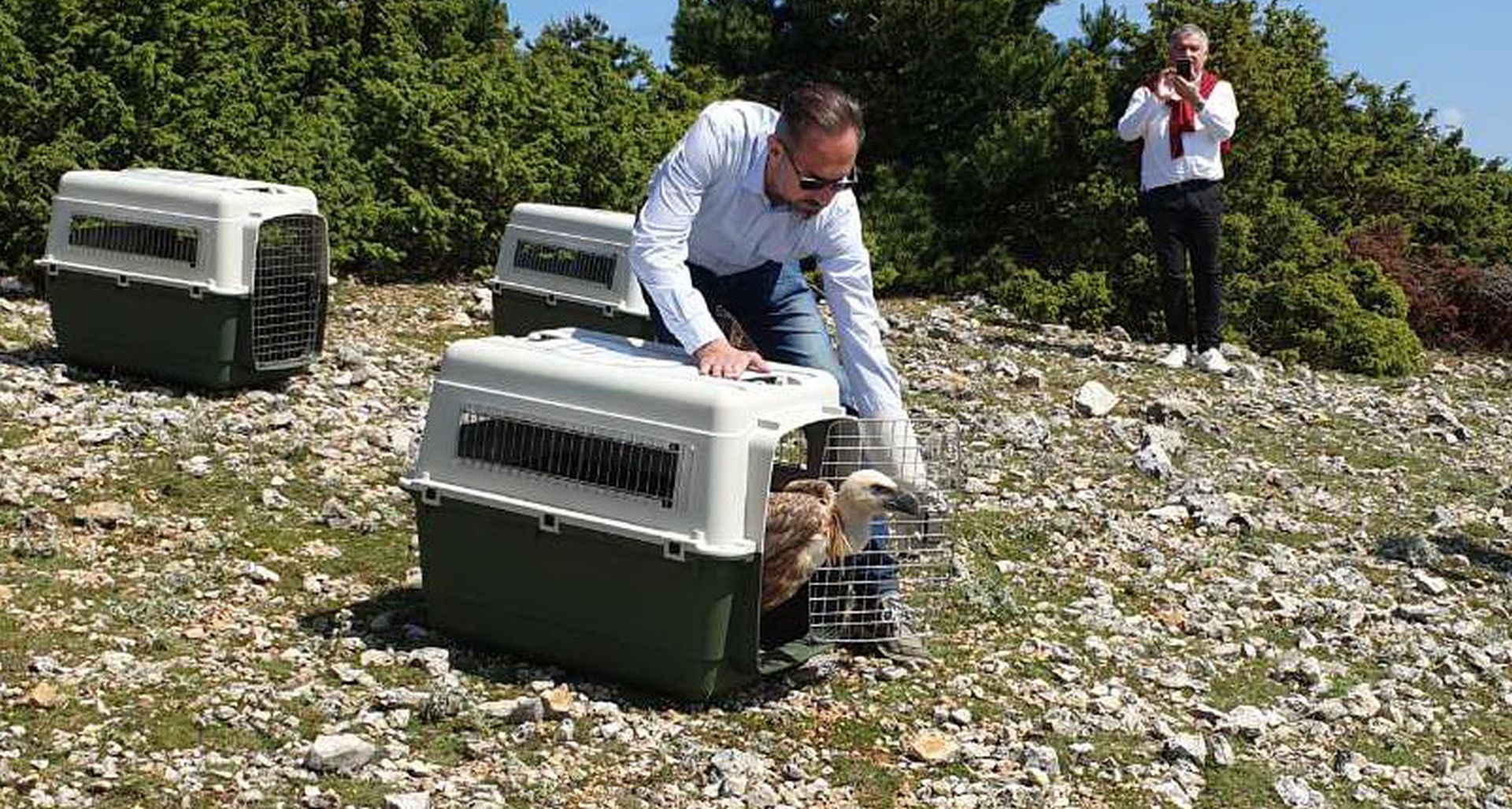 Beli, 24.05.2019. - Četiri supa koja su se oporavila u Oporavilištu u Belom na otoku Cresu u petak su puštena u prirodu, priopćila je Javna ustanova Priroda Primorsko-goranske županije.
foto HINA/ Prorsus komunikacije/ ml