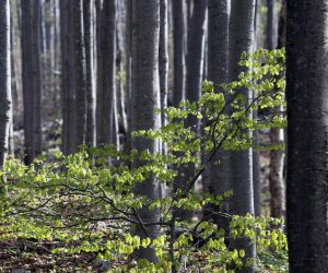 28.04.2018., Platak - Jedno od omiljenijih i najpopularnijih izletista u Gorskom Kotaru koje je vrlo posjeceno tijekom svih godisnjih doba. Platak nudi brojne sportsko rekreacijske zadrzaje.
Photo: Goran Kovacic/PIXSELL