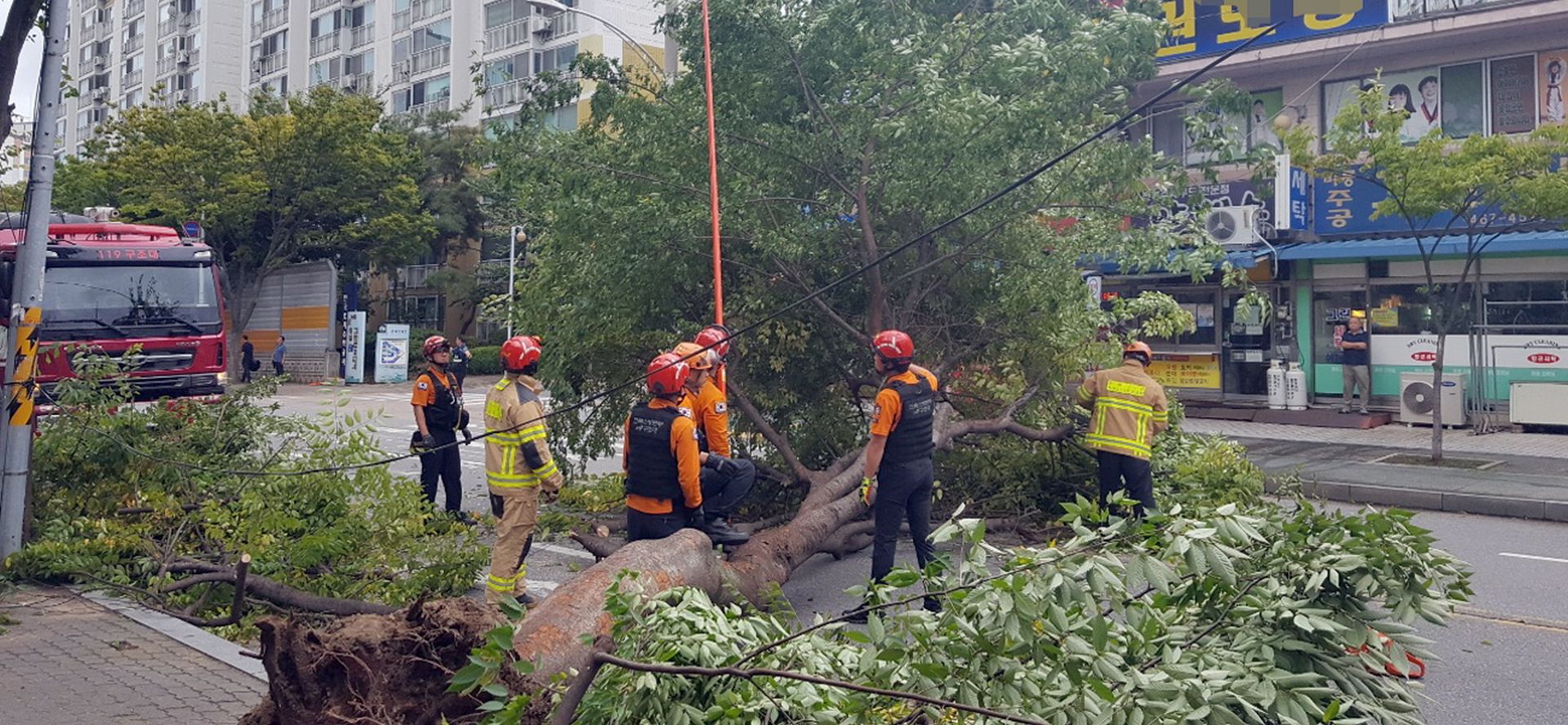 epa07824453 A handout photo made available by Gunsan City Government shows a large tree uprooted by Typhoon Lingling in Gunsan, South Korea, 07 September 2019.  EPA/GUNSAN CITY GOVERNMENT / HANDOUT SOUTH KOREA OUT HANDOUT EDITORIAL USE ONLY/NO SALES