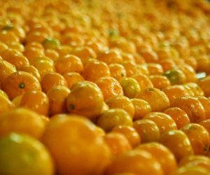 13.11.2014., Sortiranje mandarina iz doline Neretve. 
Photo: Ivo Cagalj/PIXSELL