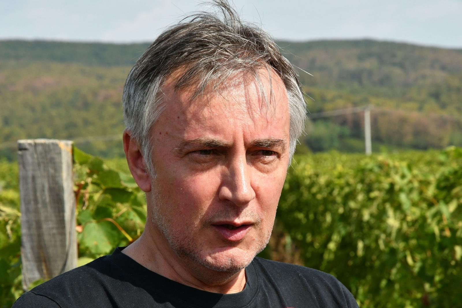 17.09.2019., Mitrovac - Berba grozdja u vinogradu predsjednickog kandidata Miroslava Skore u Mitrovcu pokraj Kutjeva. Photo: Ivica Galovic/PIXSELL