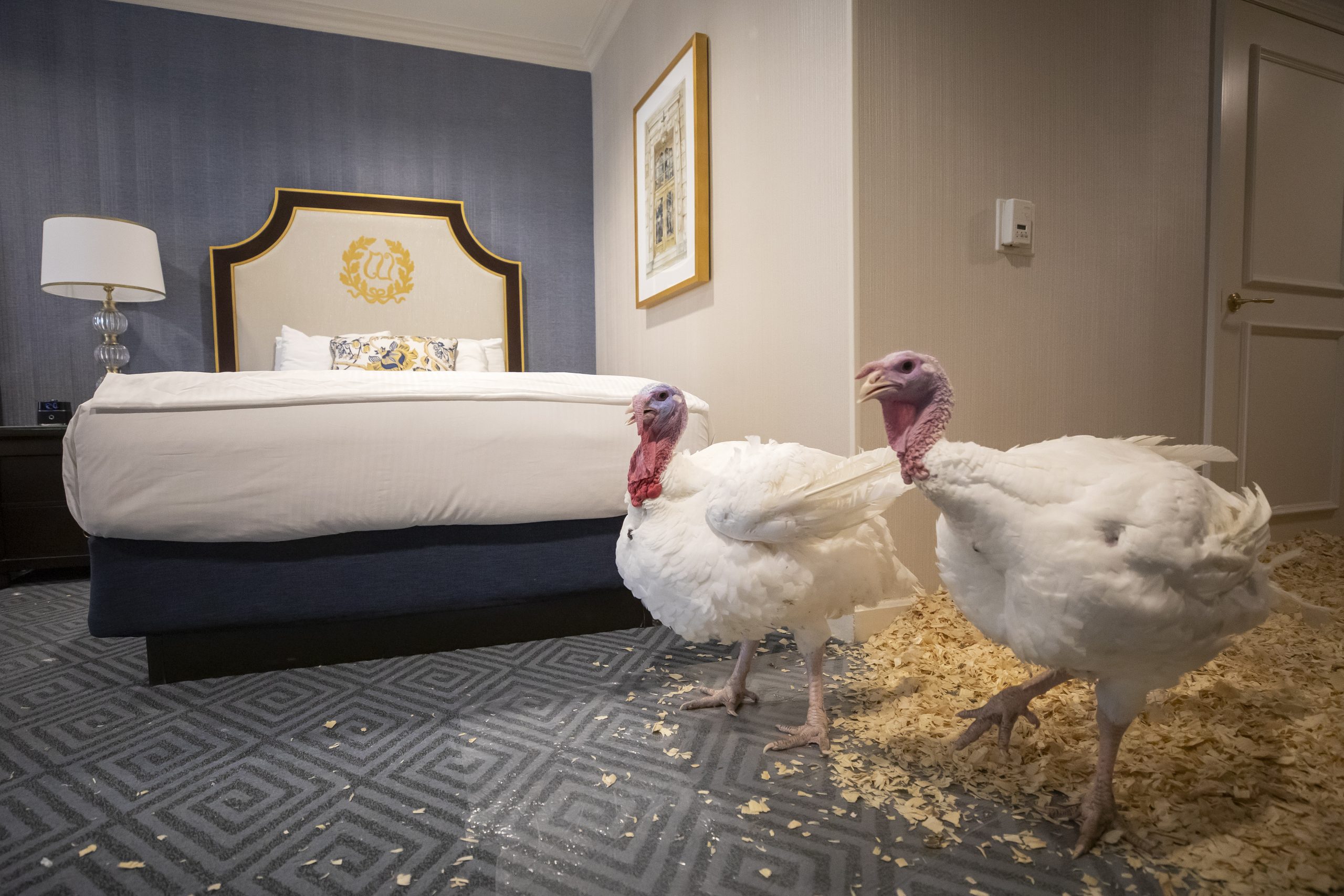 epa08025088 National Thanksgiving Turkeys 'Bread' (L) and 'Butter' (R) relax in their suite at the Willard InterContinental hotel in Washington, DC, USA, 25 November 2019. One of the North Carolina-raised fowl will be 'pardoned' by US President Donald J. Trump during the 72nd annual Presentation of the National Thanksgiving Turkey in the Rose Garden at the White House, 26 November 2019. The turkeys are presented by the National Turkey Federation.  EPA/ERIK S. LESSER