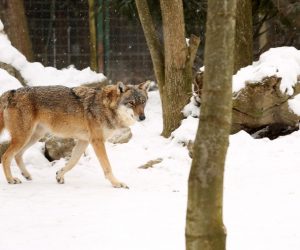 01.03.2018., Zagreb - Stanovnici Zooloskog vrta uzivaju u hladnoci i snijegu. Vuk. 
Photo: Borna Filic/PIXSELL