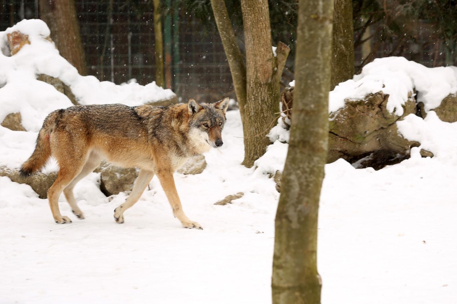 01.03.2018., Zagreb - Stanovnici Zooloskog vrta uzivaju u hladnoci i snijegu. Vuk. 
Photo: Borna Filic/PIXSELL