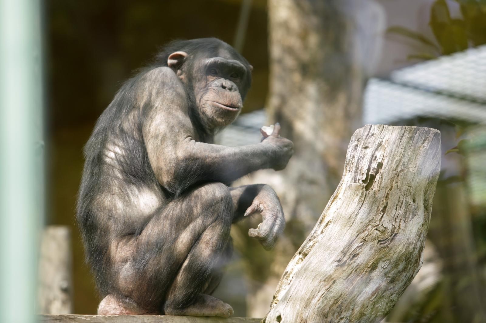 17.04.2017., Zagreb - Djelatnici Zooloskog vrta pisanicama razveselili cimpanze. 
Photo: Luka Stanzl/PIXSELL