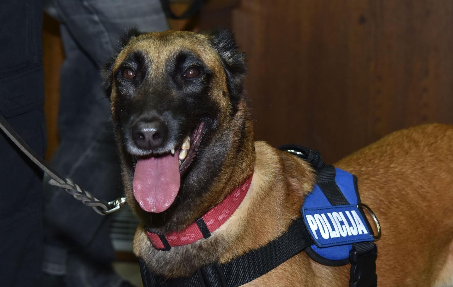 20.10.2019., Pula - U zgradi Policijske uprave istarske odrzana je konferencija za medije na kojoj su predstavljeni rezultati dovrsenog kriminalistickog istrazivanja neovlastene proizvodnje i prometa drogama. Konferenciji je prisustvovala kuja Masa, sluzbeni pas za detekciju droga, koja je zasluzna za posljednju zapljenu vece kolicine droge. Photo: Dusko Marusic/PIXSELL