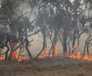 epa08186538 View of a fire that crossed the Monaro Highway, north of Bredbo, New South Wales (NSW), Australia, 02 February 2020. The Clear Range Bushfire continues to burn in soaring temperatures and unpredictable wind changes.  EPA/SEAN DAVEY AUSTRALIA AND NEW ZEALAND OUT
