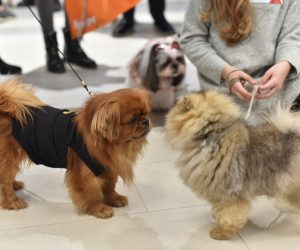 01.02.2020., Pula - U Max City centru odrzala se Max revija pasa. Reviju organiziraju Max City i Pet Home trgovina koji su ujedno i pokrovitelji dogadjaja, uz posebnu podrsku Udruge za zastitu zivotinja Snoopy iz Pule. Photo: Dusko Marusic/PIXSELL