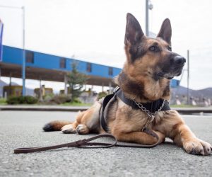 11.04.2018., Rijeka - Carinski pas Raska, koja je svojoj dugogodisnjoj karijeri zasluzna za detekciju velikih kolicna krijumcarenog duhana. 
Photo: Nel Pavletic/PIXSELL