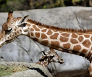 Baby giraffe is pictured at its enclosure at the Chapultepec zoo in Mexico City A baby giraffe is pictured at its enclosure at the Chapultepec zoo in Mexico City, Mexico January 10, 2020. REUTERS/Luis Cortes LUIS CORTES