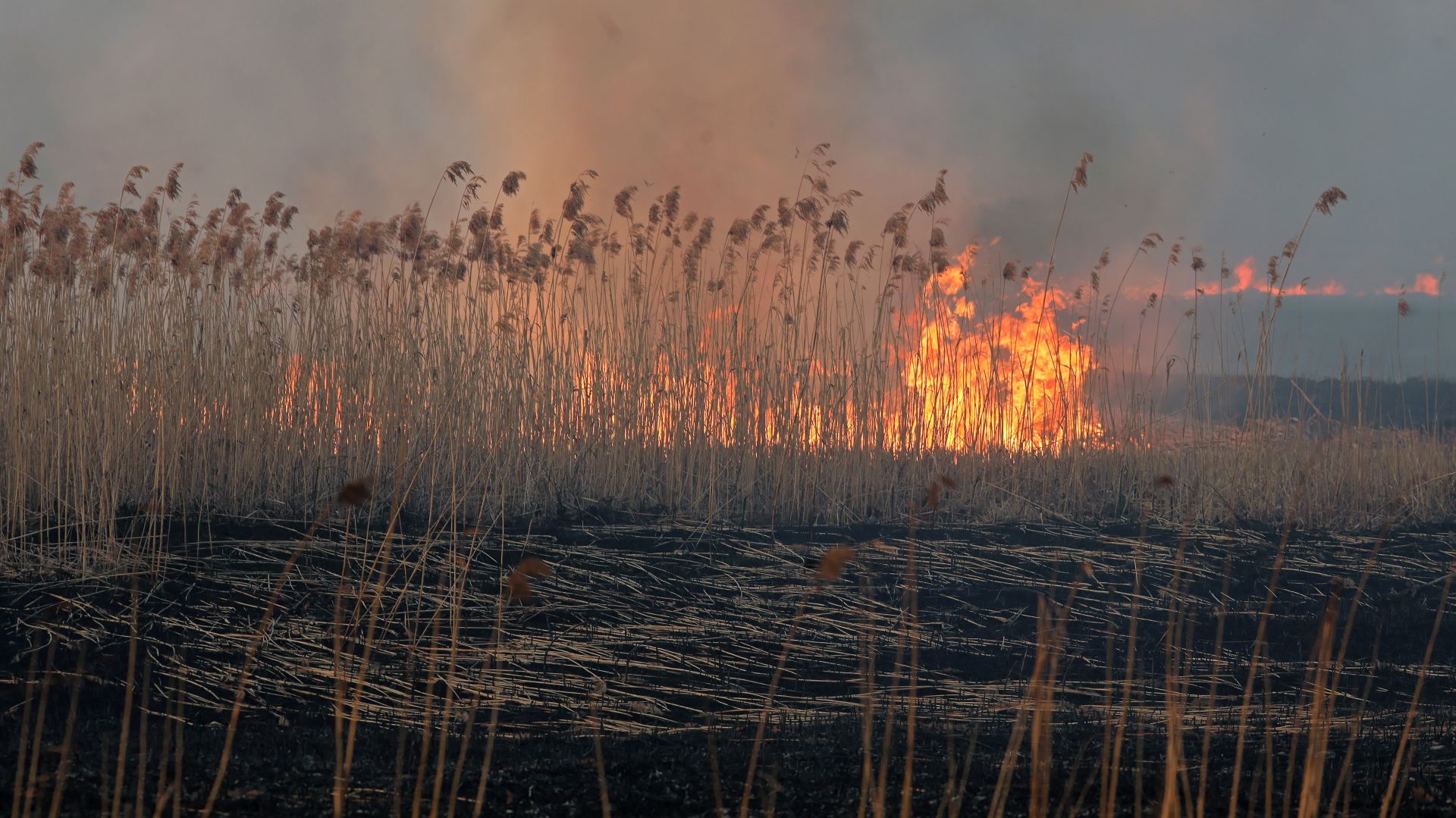 epa08378400 General view of a meadow in flames at the Biebrza National Park near Wrocen, northeastern Poland 22 April 2020. According to reports, about  6,000 hectares of meadows and forests in the Biebrzanski National Park have been affected by a fire.  EPA/ARTUR RESZKO POLAND OUT