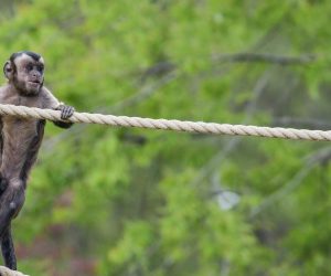 10.04.2020., Zagreb - Zivotinje uzivaju u miru i tisini zooloskog vrta. Photo: Sandra Simunovic/PIXSELL