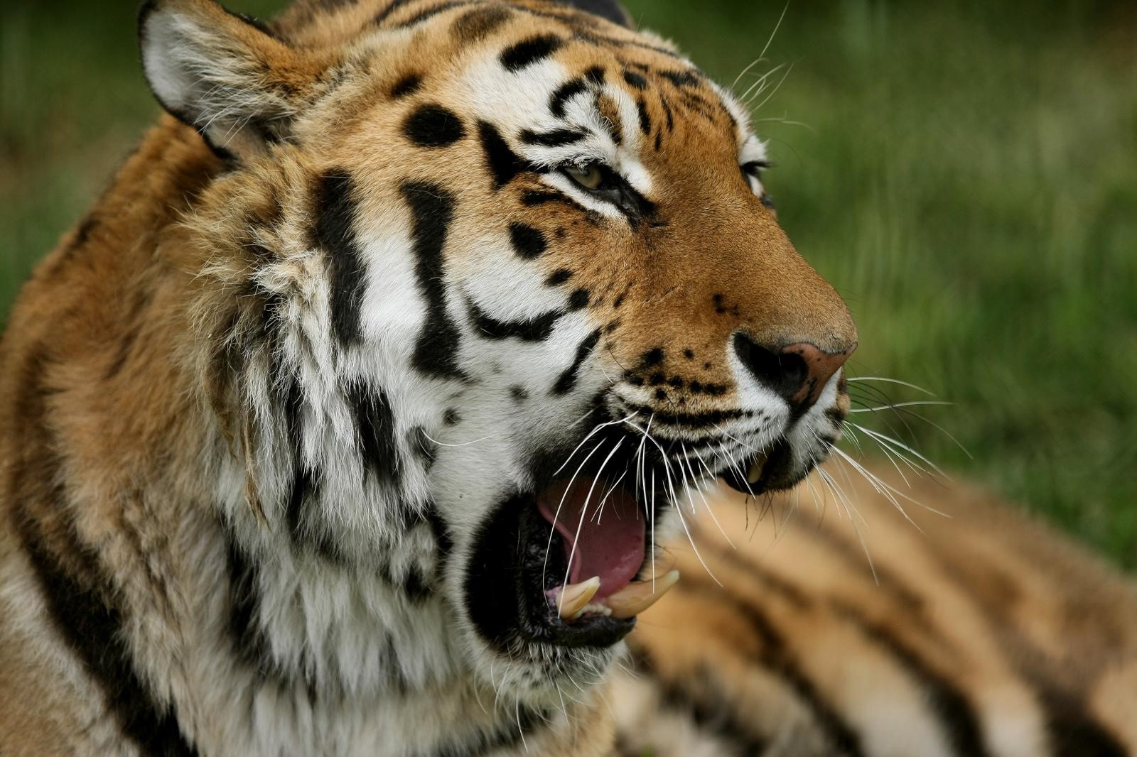 09.05.2011,Osijek - Iako je oblacno i hladno,  zivotinje u osjeckom zooloskom vrtu odmaraju na otvorenom. Tigar
Photo: Davor Javorovic/PIXSELL