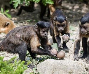 13.04.2020., Zagreb- Na Uskrsni ponedjeljak Zooloski vrt grada Zagreba svoje je stanovnike tradicionalno pocastio sa pisanicama.
Photo: Sandra Simunovic/PIXSELL