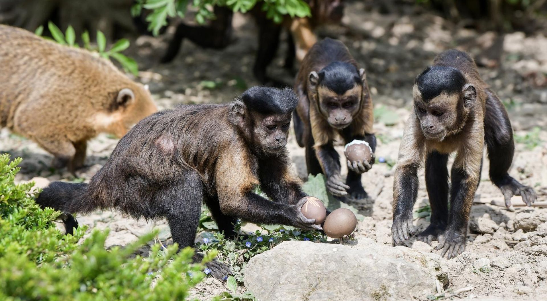 13.04.2020., Zagreb- Na Uskrsni ponedjeljak Zooloski vrt grada Zagreba svoje je stanovnike tradicionalno pocastio sa pisanicama.
Photo: Sandra Simunovic/PIXSELL